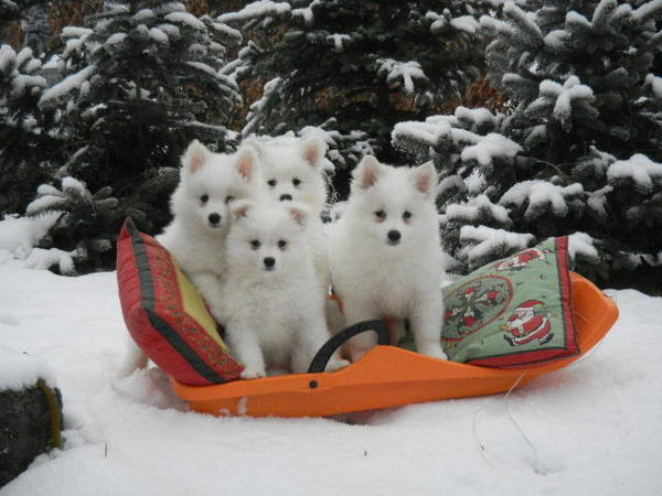 VIER DAMES OP DE SLEE