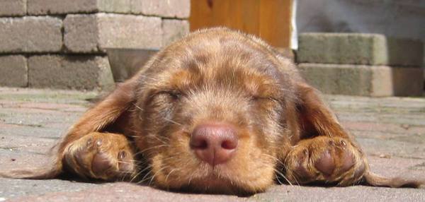 Mijn kleine ventje Kiva <3 8 weekjes jong