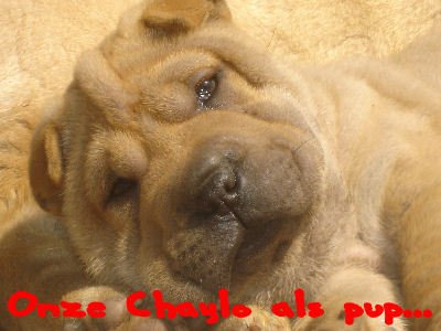 mijn sharpei chaylo als pup...