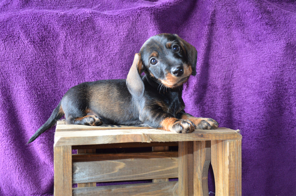 Some kind of Dreams- Jess's