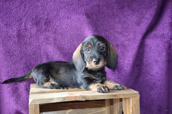 Some kind of Dreams- Jess's