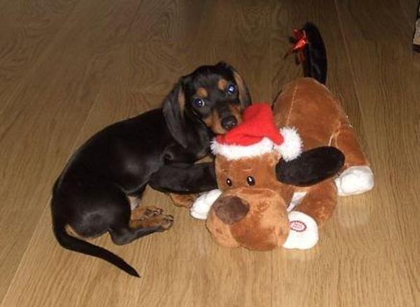 eerste kerstfoto van Buddy...