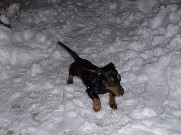 Buddy's eerste sneeuw!!!