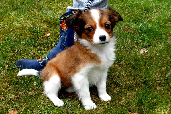 de eerste dag bij haar nieuwe baasje !