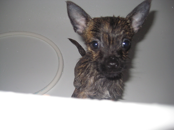 Lola eerste keer in bad na een poeprolsessie :)