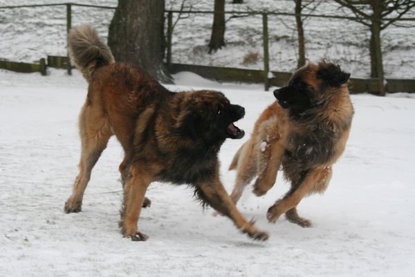 Leonberger