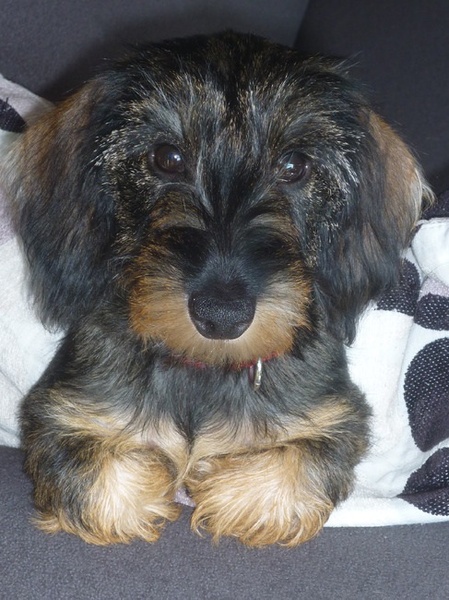 De wereld is mooi voor Odie....