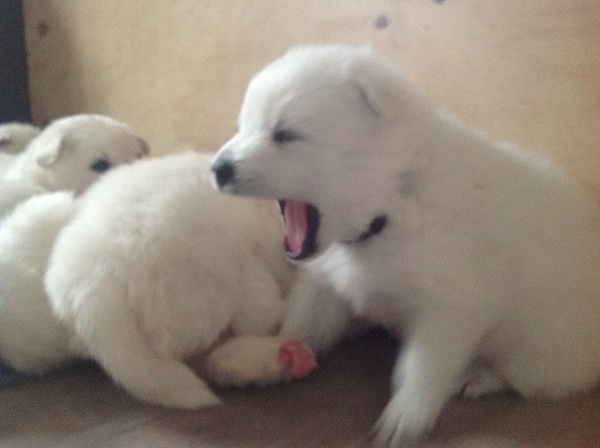 Ine & Ronnie Spooren