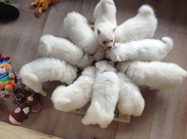 Ine & Ronnie Spooren