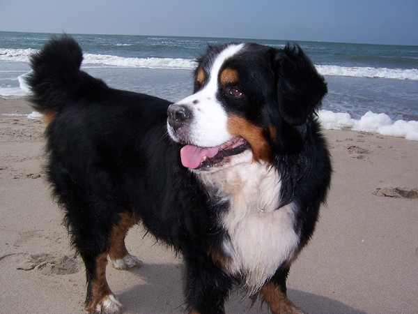 Berner Sennenhond