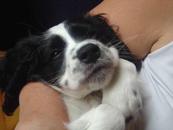 Puppy Moos
