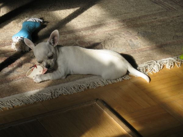 Zijn allereerste knaagschoentje