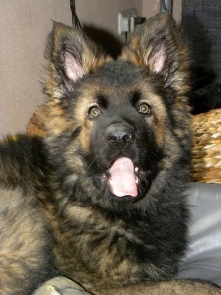 Puppygaapje