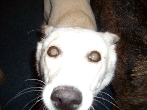 Dit is het wapen van iedere pup.