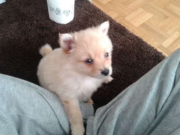 4 maandjes oude snoes