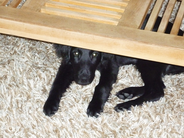 Gekke kleine deugniet Quintje 