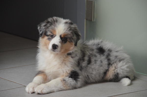 Jarnick's Aussieshome