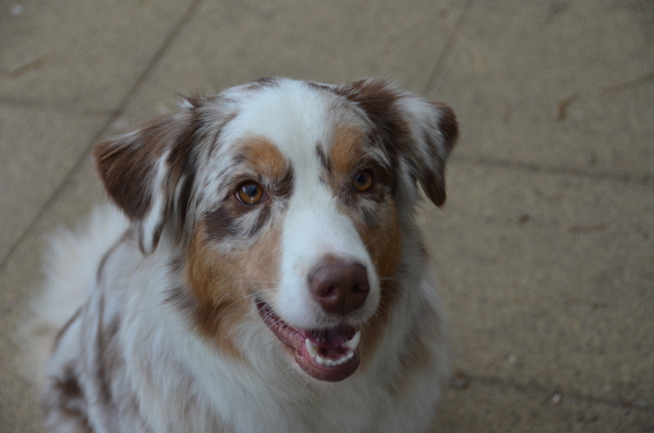 Jarnick's Aussieshome