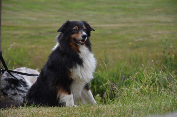 Jarnick's Aussieshome