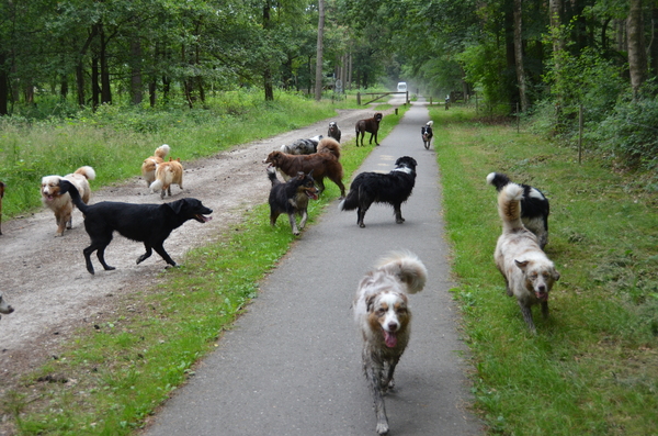 Jarnick's Aussieshome