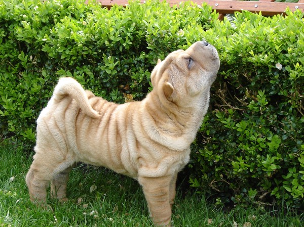 Shar Pei