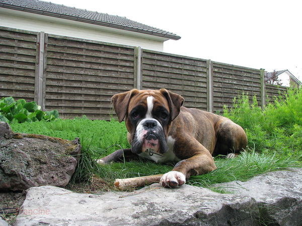 Boxer