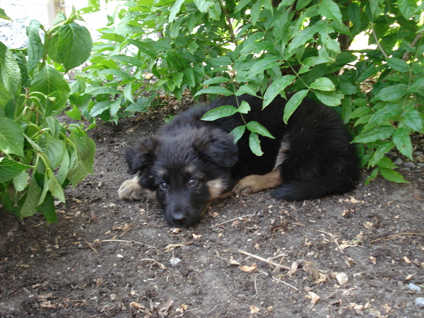 welcome to the jungle