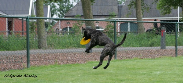 Perro Dogo Mallorquín