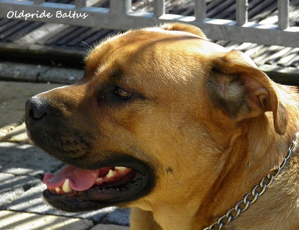 Perro Dogo Mallorquín