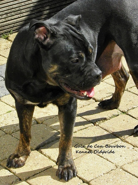 Perro Dogo Mallorquín