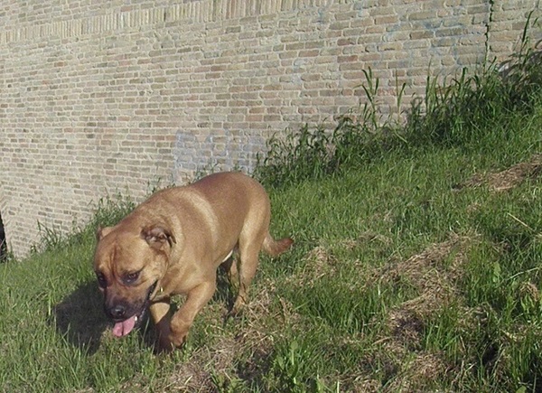 Perro Dogo Mallorquín