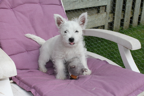 Bink die schattig aan het doen is