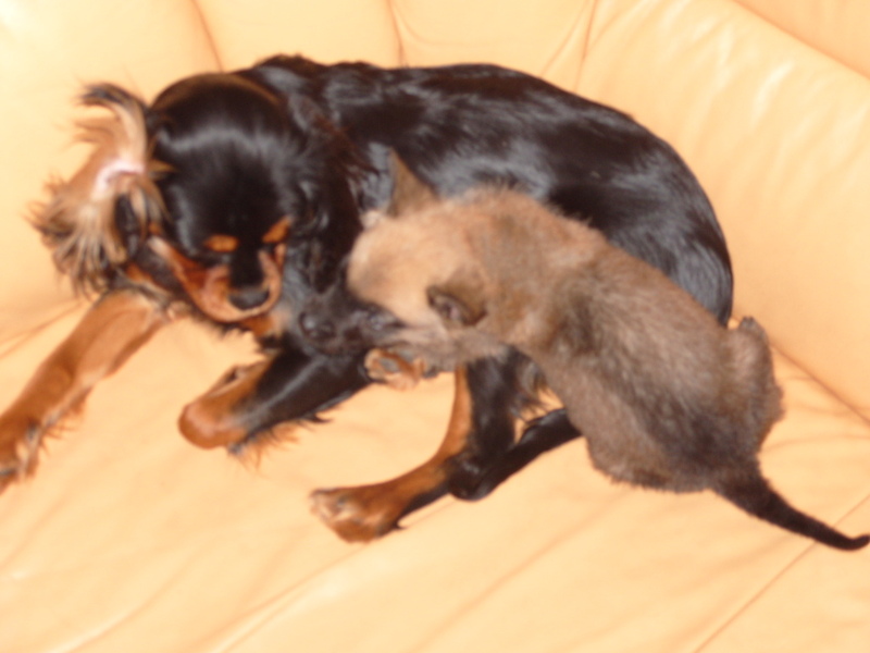 De kabouter onder de mechelaars 