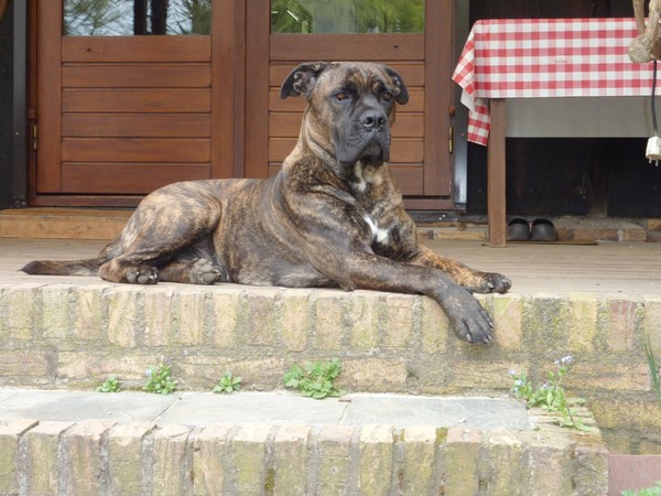 Cane Corso