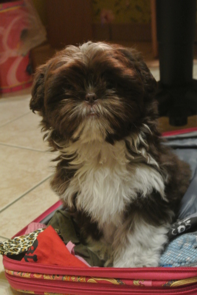 Ricco
