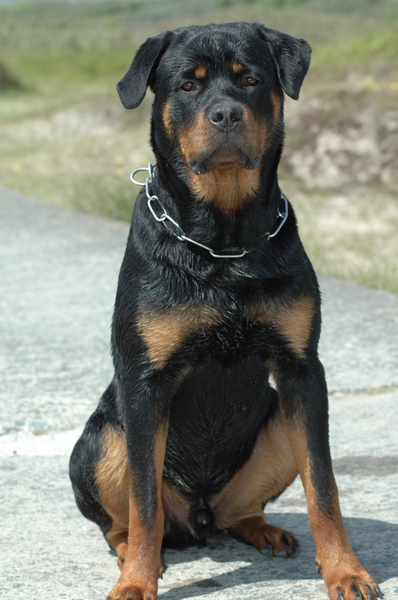 Rottweiler