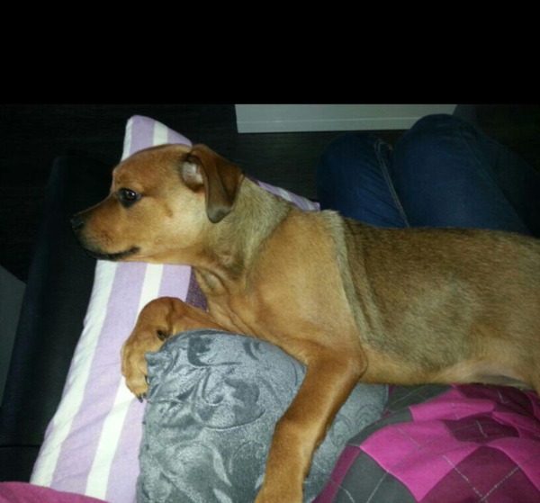 rottweiler x bordeauxdog broertjes en zusjes gezocht