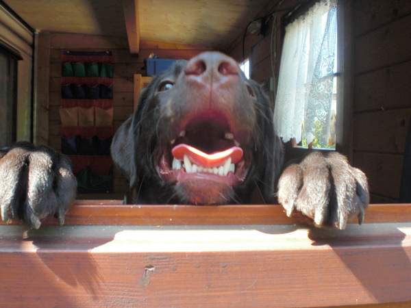 ik willll nog steeds mee