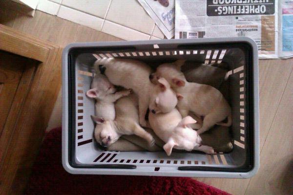 Alle Pupjes in een mandje 