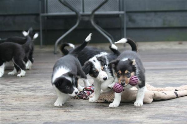 Samen spelen samen delen