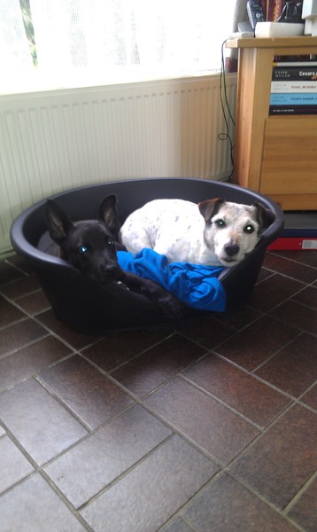 Joop lui doen met zijn maatje Chico