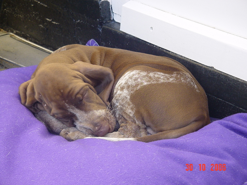 Aiello Bracco Italiano puppie