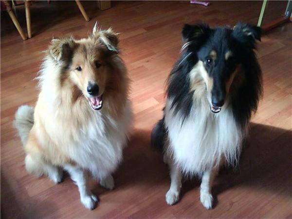 Schotse Herdershond, Langhaar