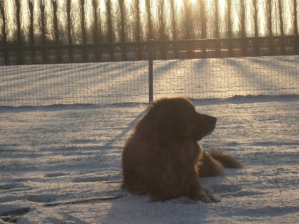 Leonberger