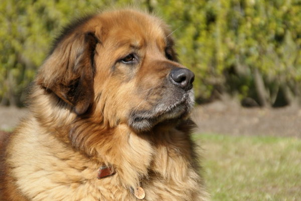 Leonberger
