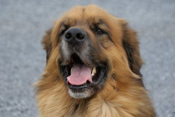 Leonberger