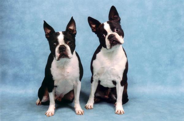 Boston Terrier