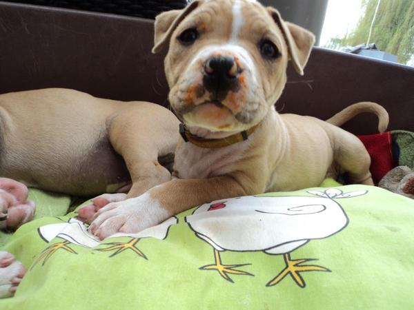 American Staffordshire Terrier
