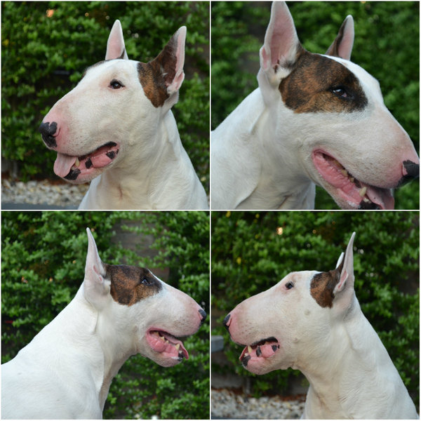 Bull Terrier, standaard