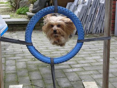 Springen door de band